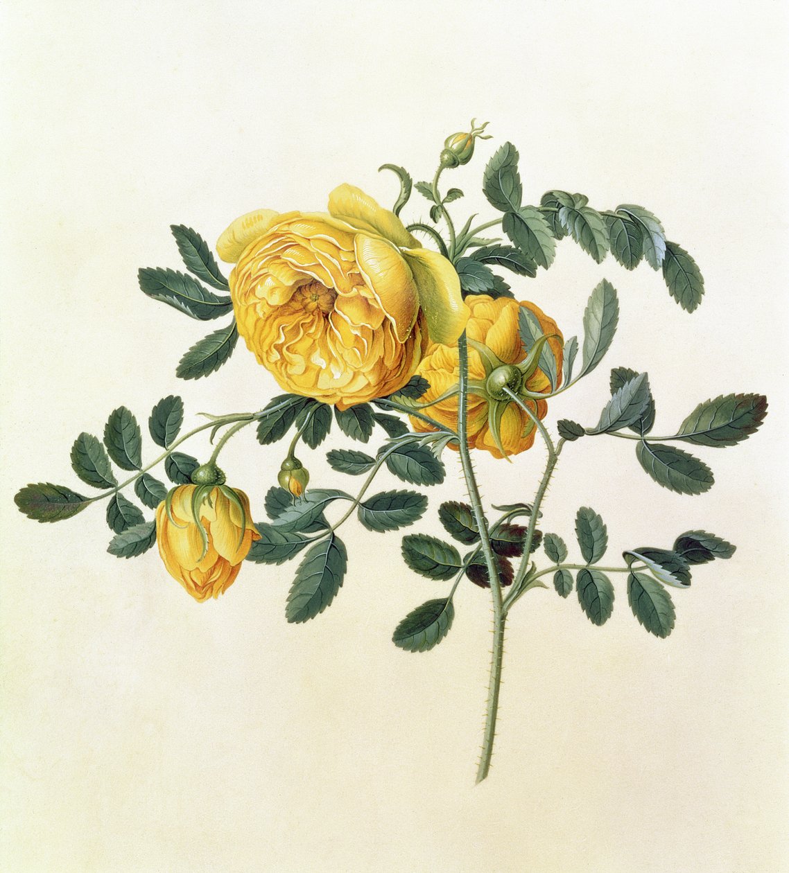 Rosa hemispherica, 18. Jahrhundert von Georg Dionysius Ehret