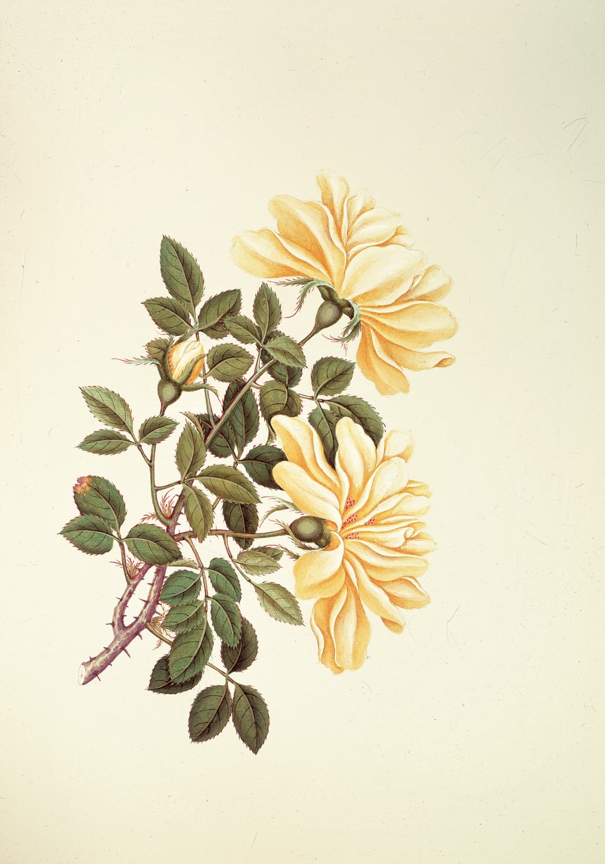 Rose: Chinesisch von Georg Dionysius Ehret
