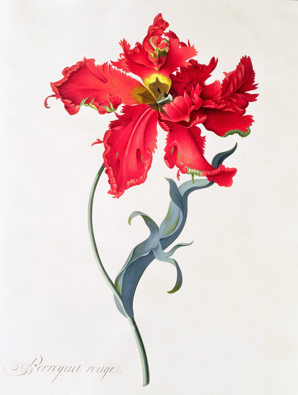 Tulpe: Perroquet Rouge von Georg Dionysius Ehret