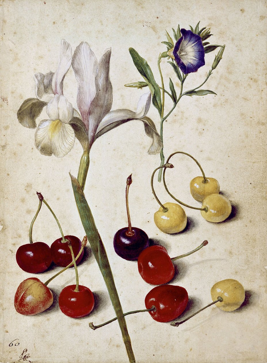 Spanische Iris, Prunkwinde und Kirschen von Georg Flegel