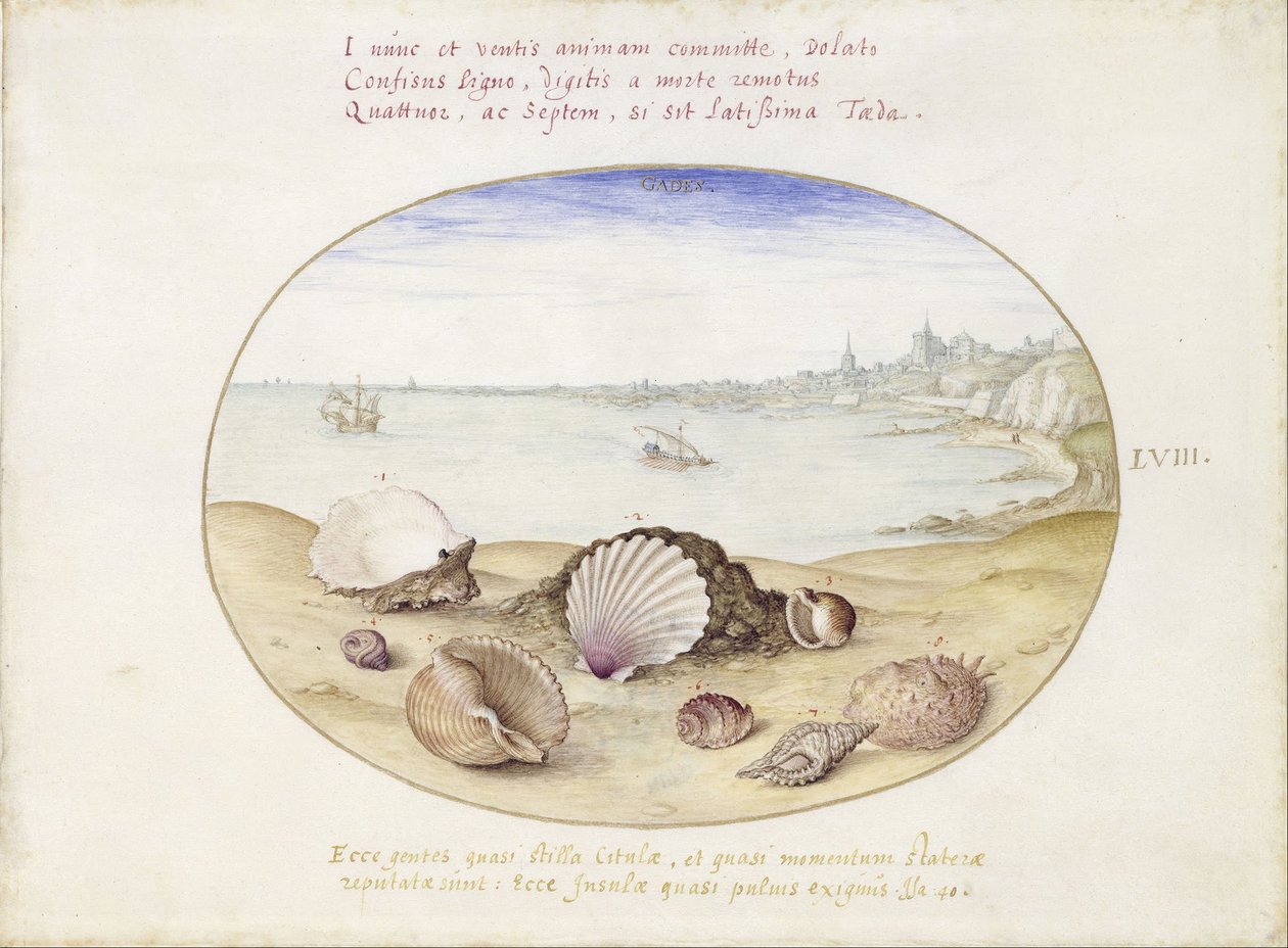 Muscheln und Blick auf Cádiz von Georg Hoefnagel