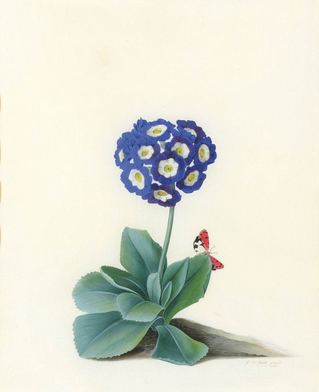 Eine blaue Aurikel von Georg Dionysius Ehret
