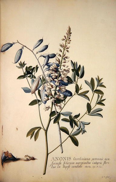 Anonis oder Hauhechel von Georg Dionysius Ehret