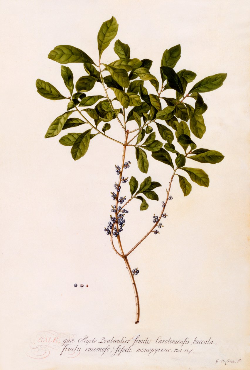 Myrte von "Georg Dionysius Ehret