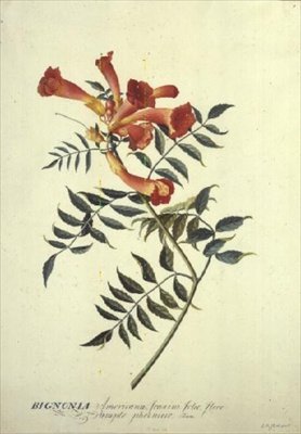 Bignonia americana, Aquarell von Georg Dionysius Ehret