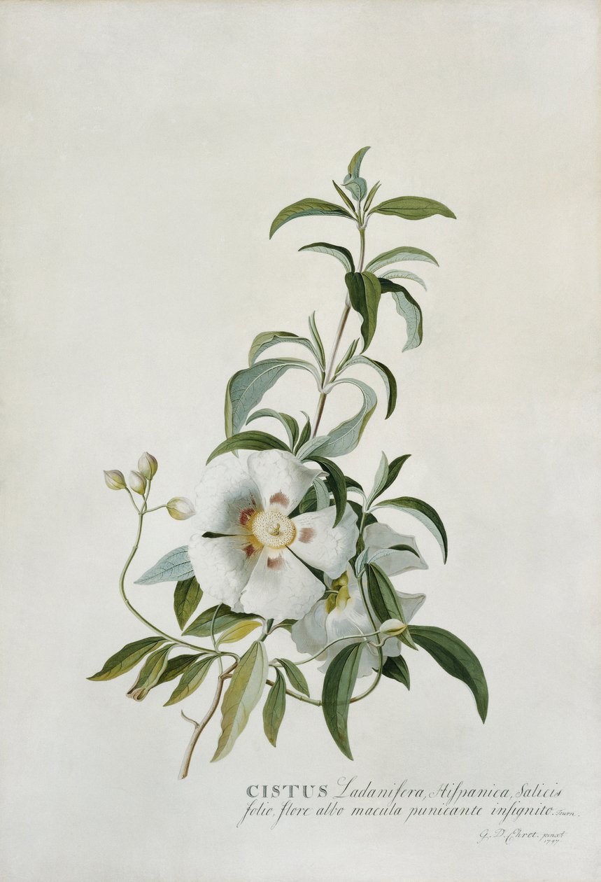 Zistrose, 1747 von Georg Dionysius Ehret