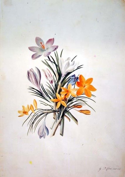 Krokusbündel von Georg Dionysius Ehret