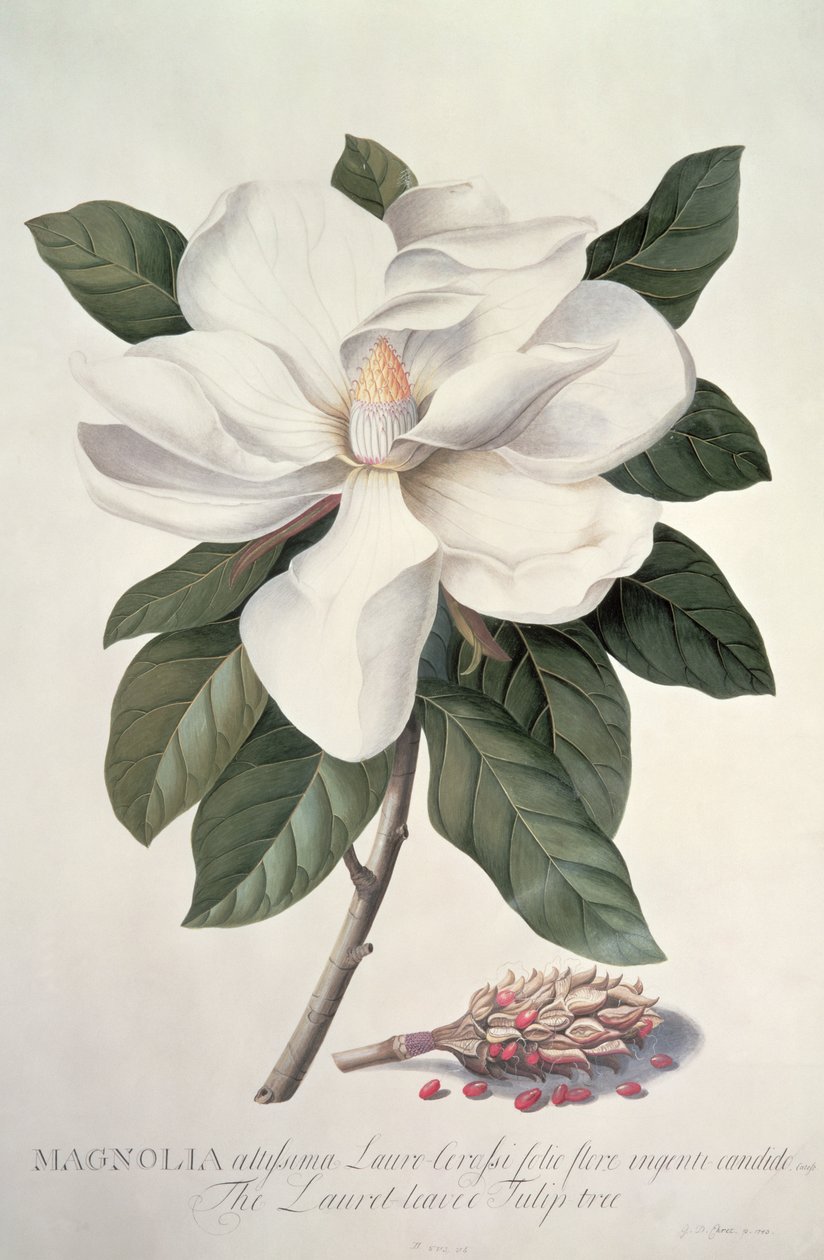 Magnolie von Georg Dionysius Ehret