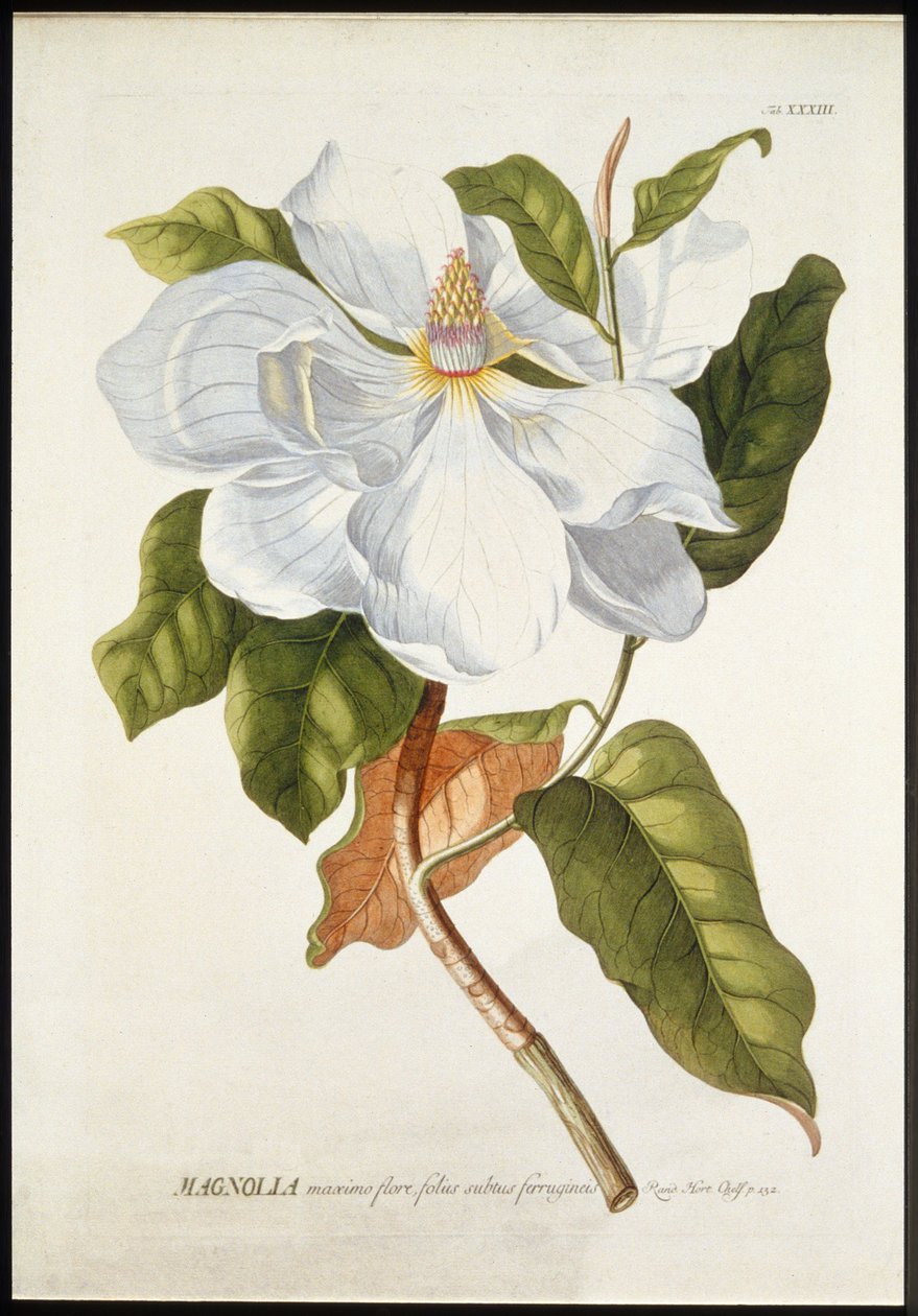 Magnolia Maxime Flore von Georg Dionysius Ehret