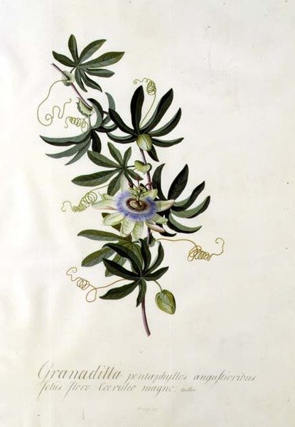 Passionsblume von Georg Dionysius Ehret