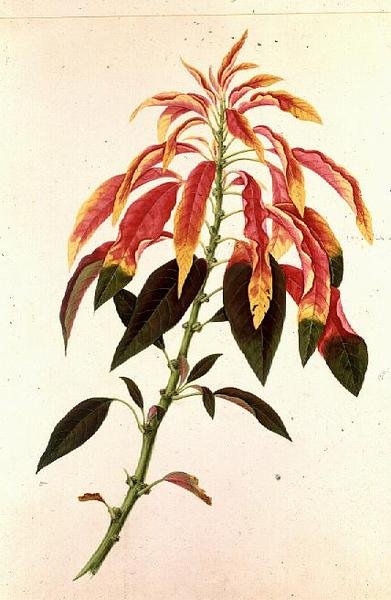 Pieris von Georg Dionysius Ehret