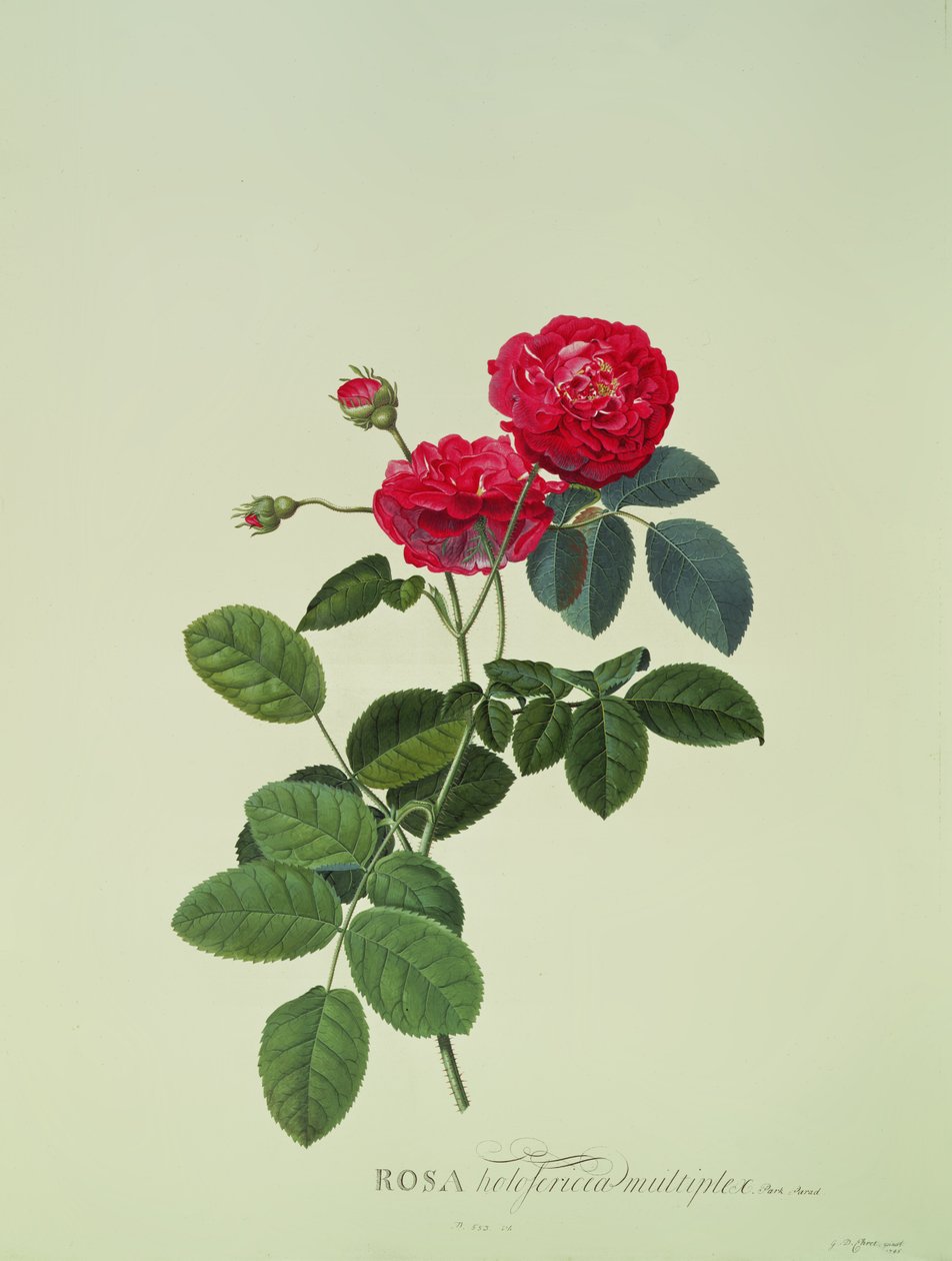 Rosa: Holoferica multiplex (Park Parade) von Georg Dionysius Ehret