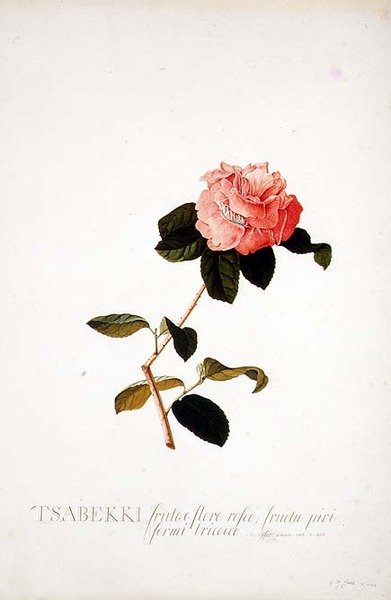 Rosa Tsabekki von Georg Dionysius Ehret