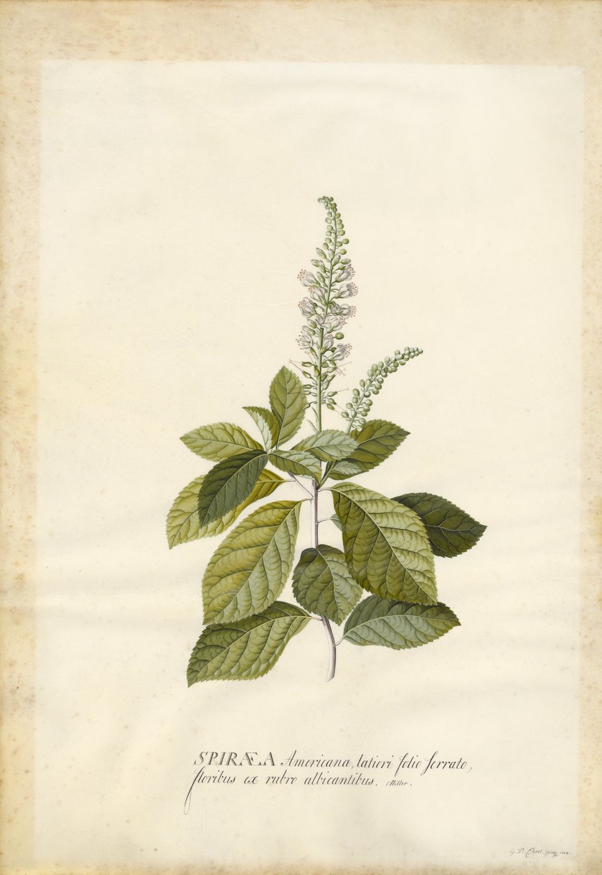 Spiraea von Georg Dionysius Ehret