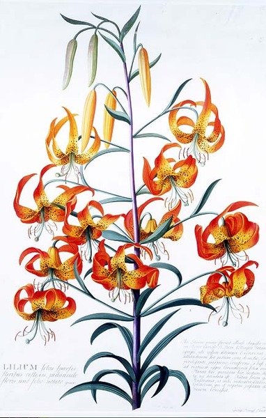 TigerLily von Georg Dionysius Ehret