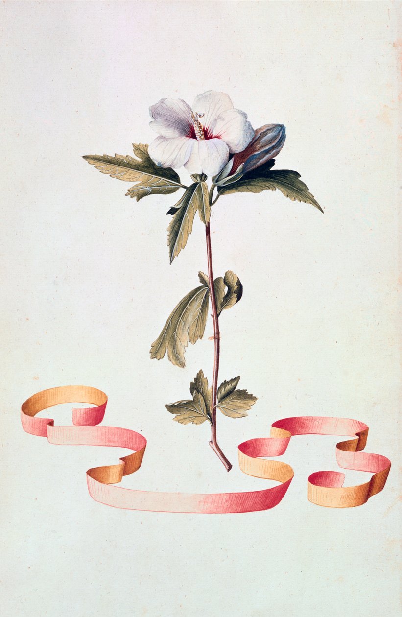Weißer Hibiskus von Georg Dionysius Ehret