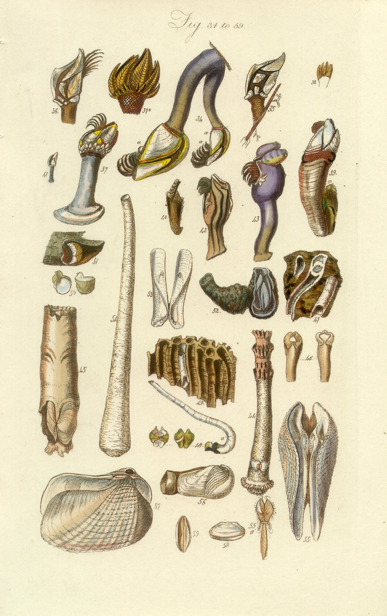 Conchological Manual Tafel 2. Seepocken und andere Muscheln von George B. Sowerby