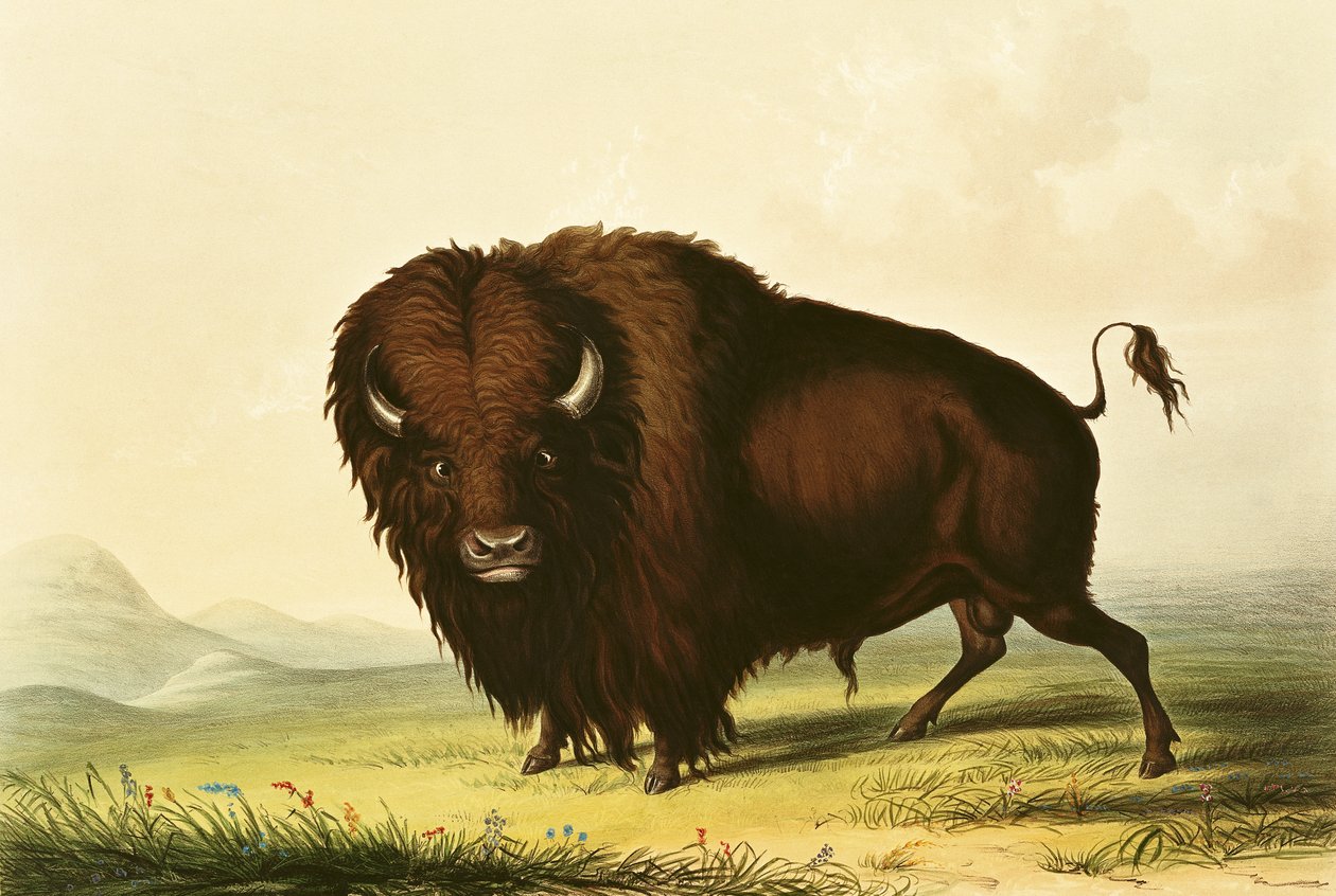 Ein Bison, ca. 1832 von George Catlin
