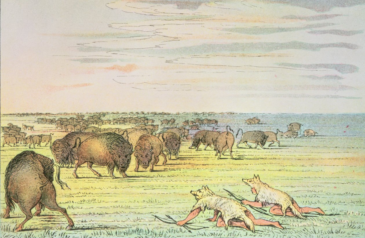Büffel auf der Pirsch von George Catlin