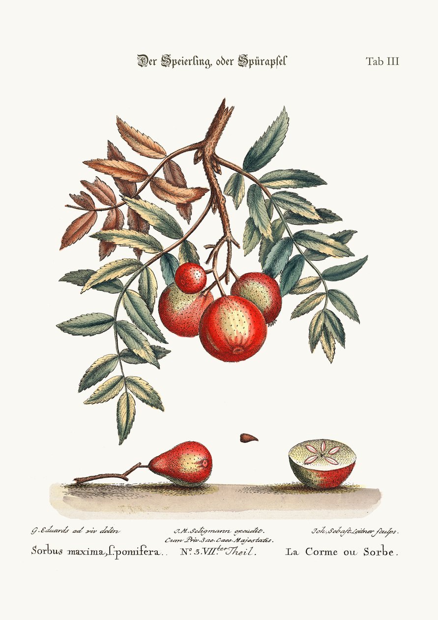 Der Apfel-Service, 1749-73 von George Edwards