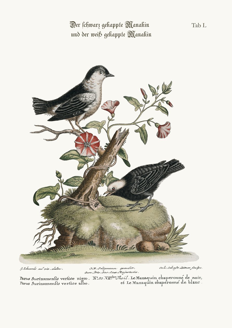 Der Schwarzhaubenpipra und der Weißhaubenpipra, 1749-73 von George Edwards