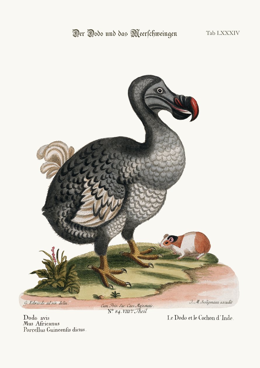 Der Dodo und das Meerschweinchen, 1749-73 von George Edwards