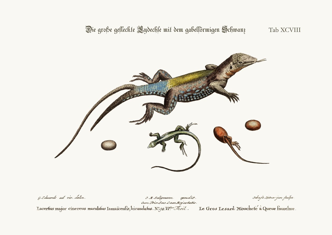 Die große gefleckte Eidechse mit einem gegabelten Schwanz, 1749-73 von George Edwards