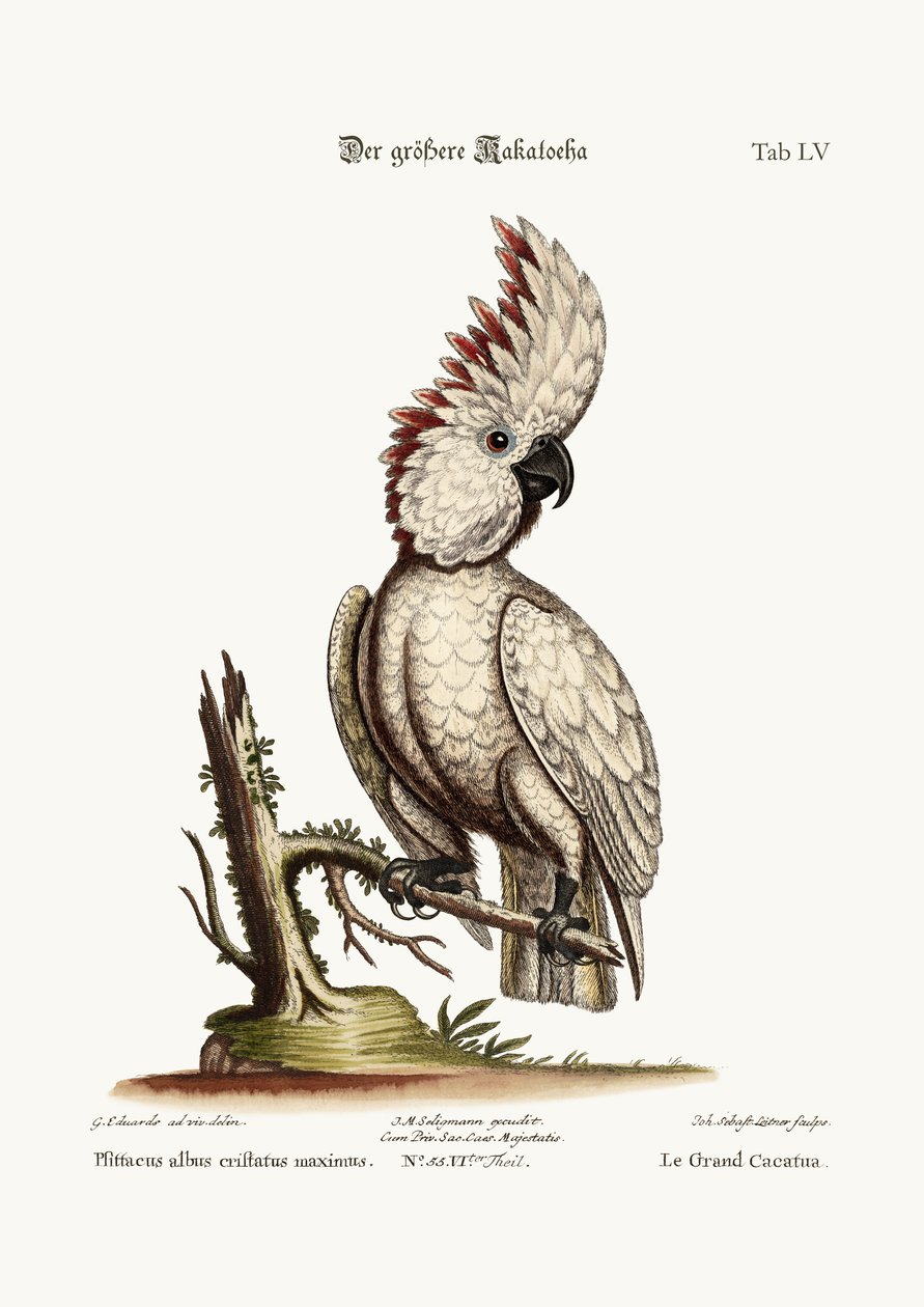 Der Große Kakadu, 1749-73 von George Edwards