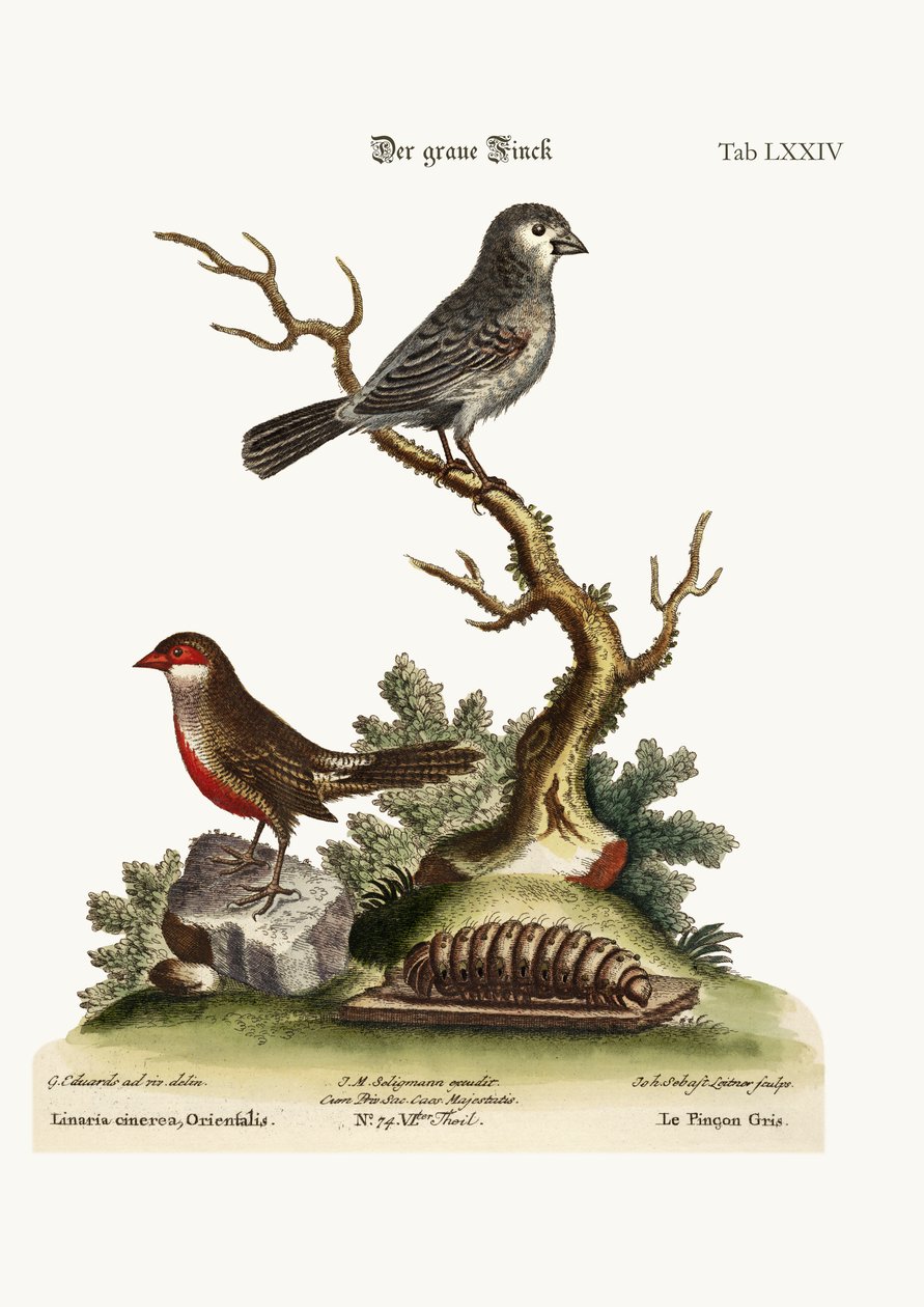 Der Graufink. Der Wachsschnabel, 1749-73 von George Edwards