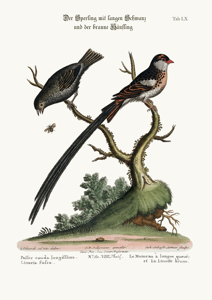 Der Langschwanzsperling und der Dunkle Hänfling, 1749-73 von George Edwards