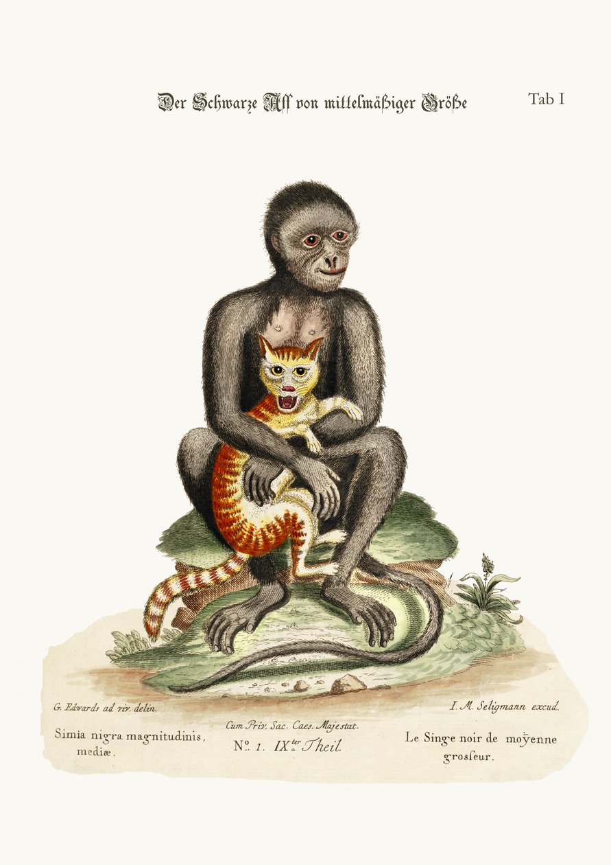 Der mittelgroße schwarze Affe von George Edwards