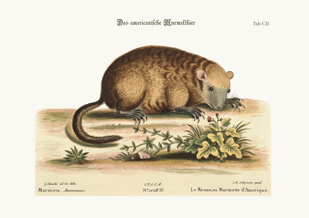Der Monax oder Murmeltier von Amerika, 1749-73 von George Edwards