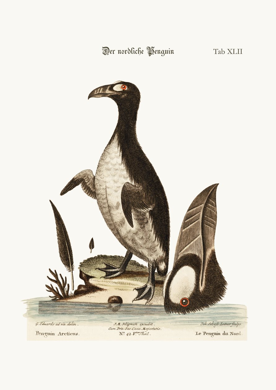 Der nördliche Pinguin, 1749-73 von George Edwards