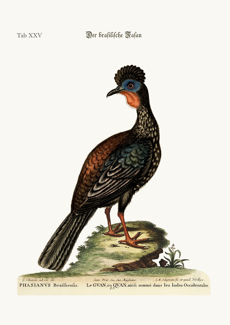 Der Quan oder Guan, 1749-73 von George Edwards