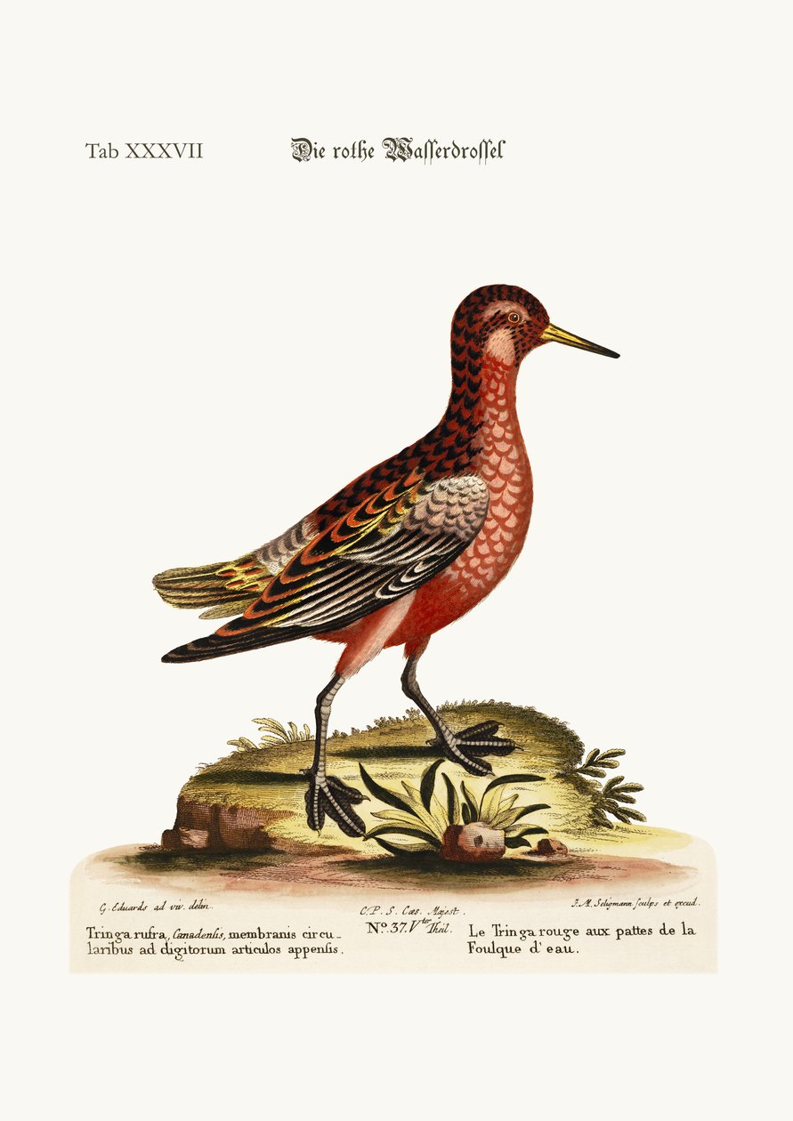 Der rote Koot-Fuß-Tringa, 1749-73 von George Edwards