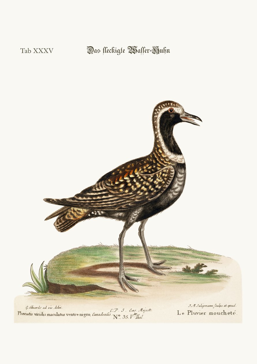 Der Fleckenkiebitz, 1749-73 von George Edwards