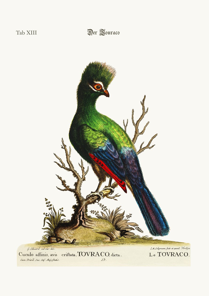 Der Touraco, 1749-73 von George Edwards