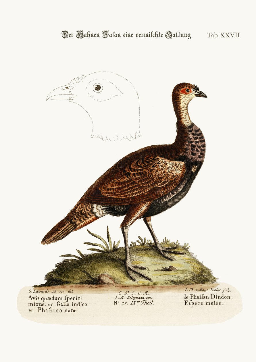 Der Truthahn-Fasan, eine Mischart, 1749-73 von George Edwards