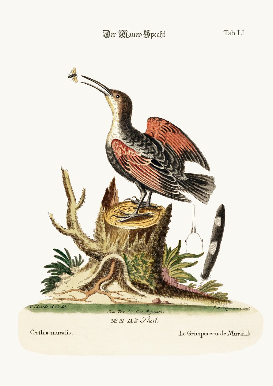 Der Mauerläufer oder Spinnenfänger von George Edwards