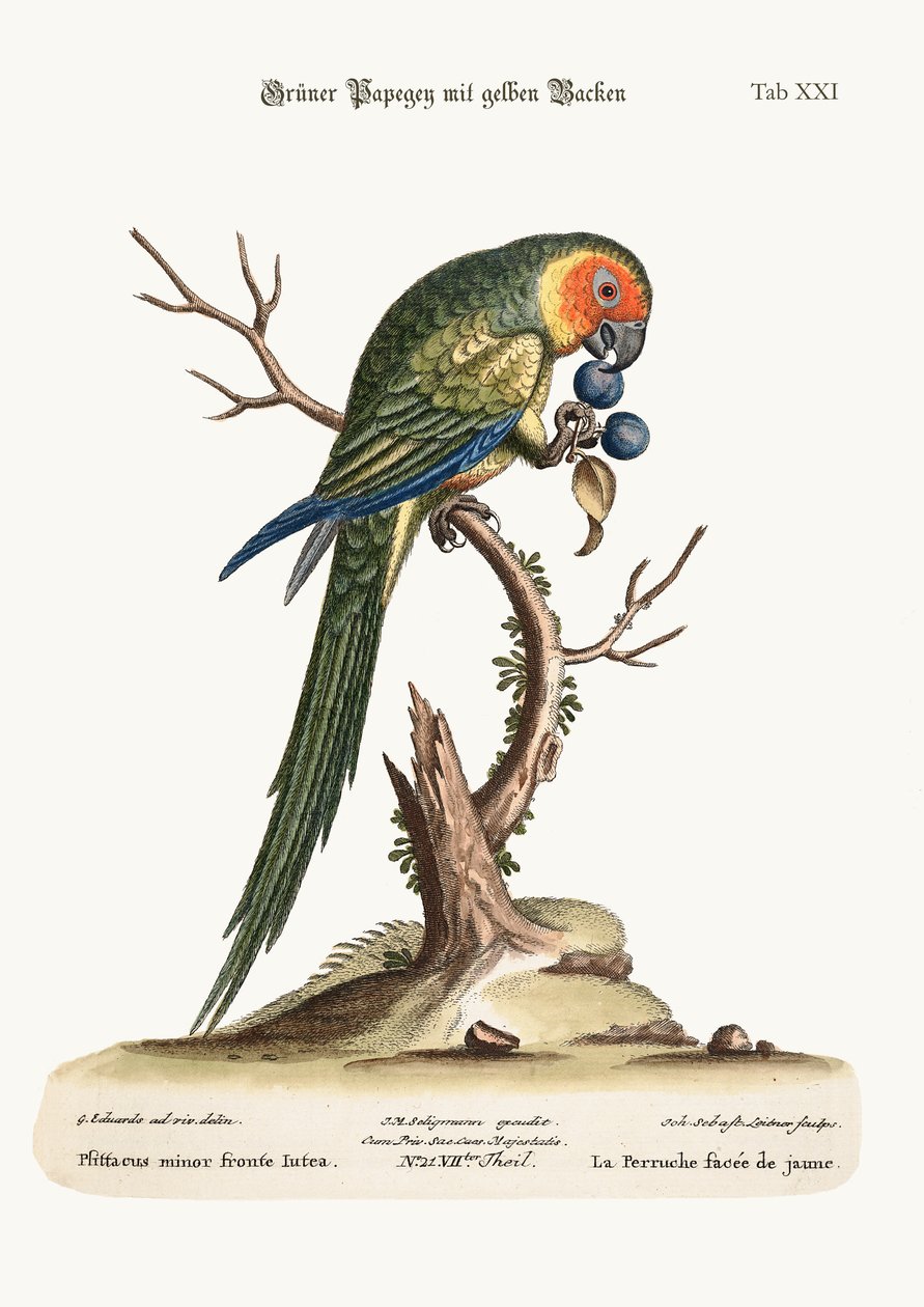 Der Gelbgesicht-Papagei, 1749-73 von George Edwards