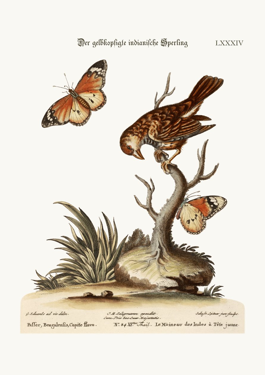 Der Gelbkopf-Indianersperling, 1749-73 von George Edwards