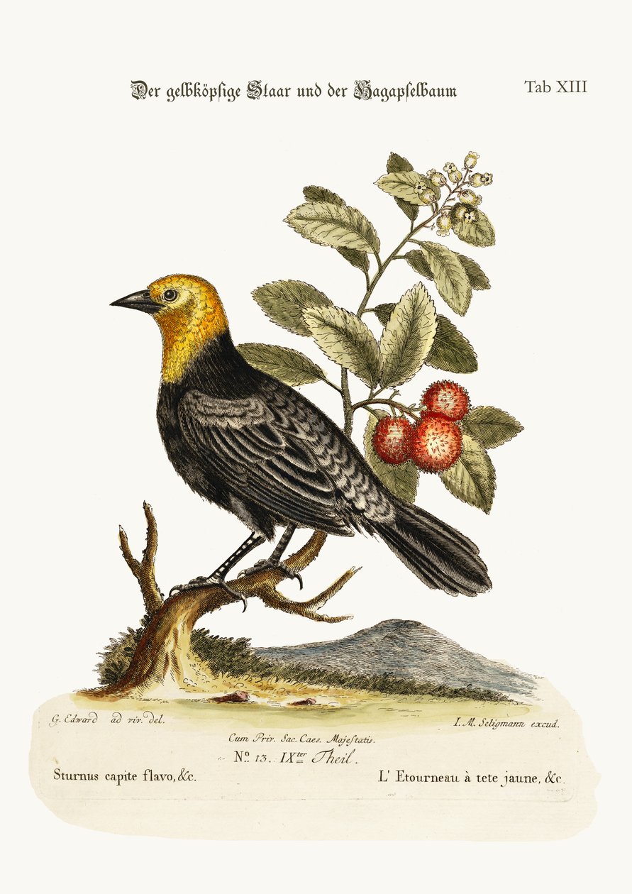 Der Gelbkopfstar. Der Erdbeerbaum, 1749-73 von George Edwards