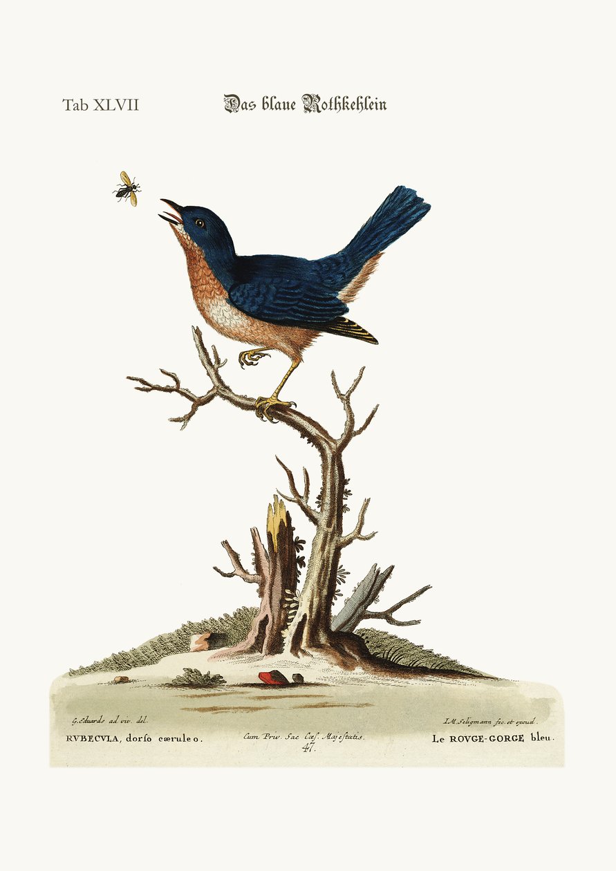 Der blaue Rotkehlchen, 1749-73 von George Edwards