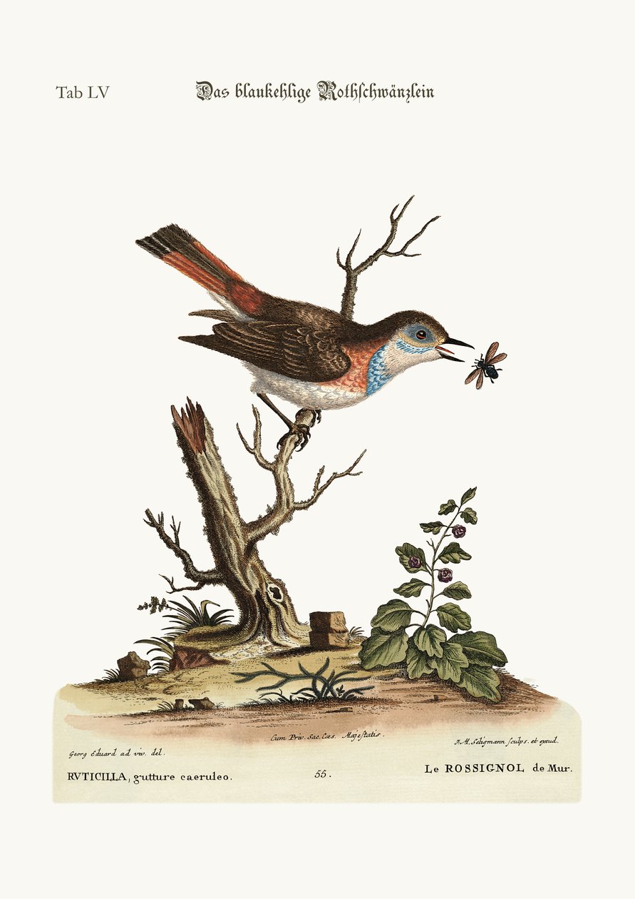 Der Blaukehlchen-Rotschwanz, 1749-73 von George Edwards