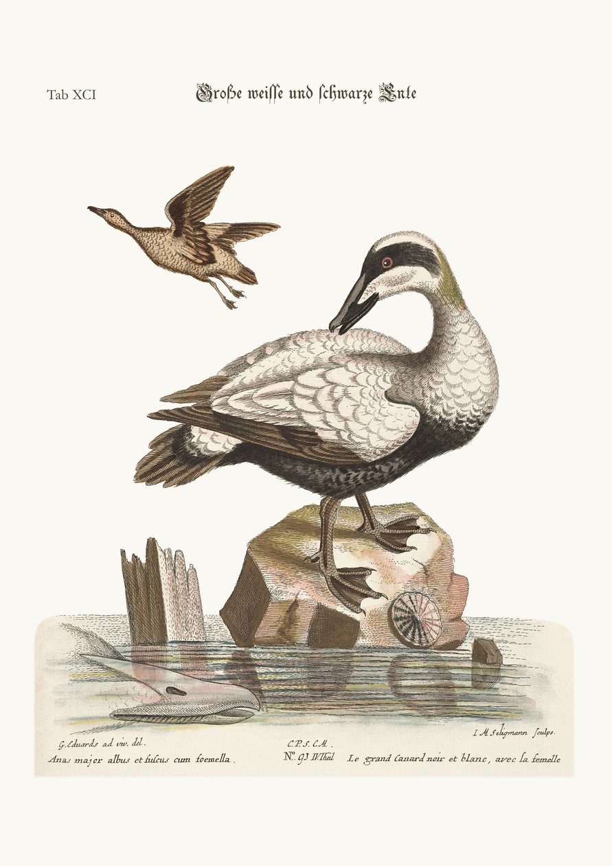 Die große Schwarz-Weiß-Ente von George Edwards