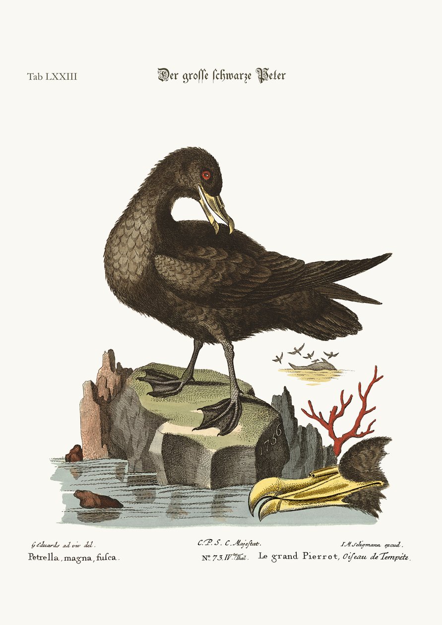 Der große schwarze Peteril, 1749-73 von George Edwards