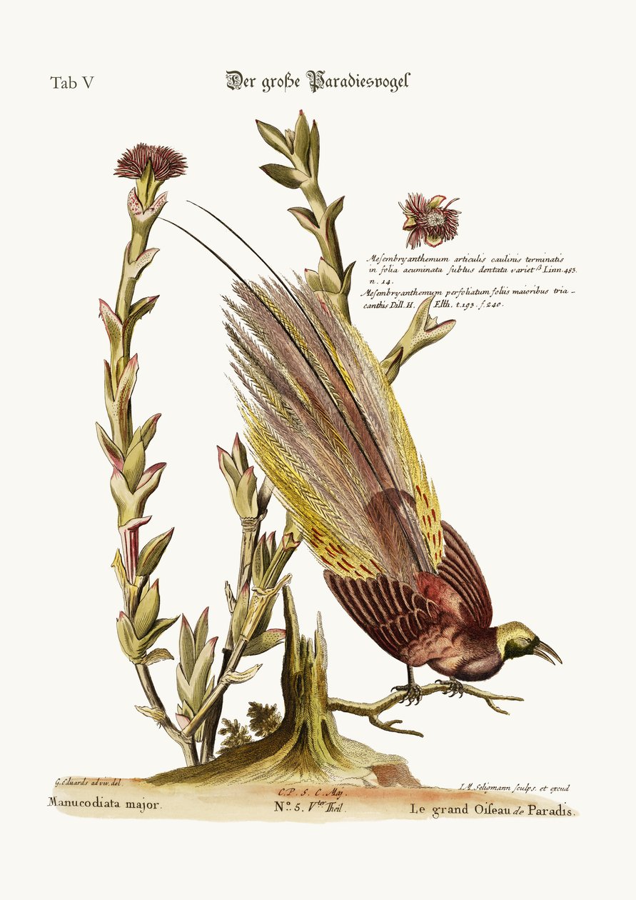 Der große Paradiesvogel, 1749-73 von George Edwards