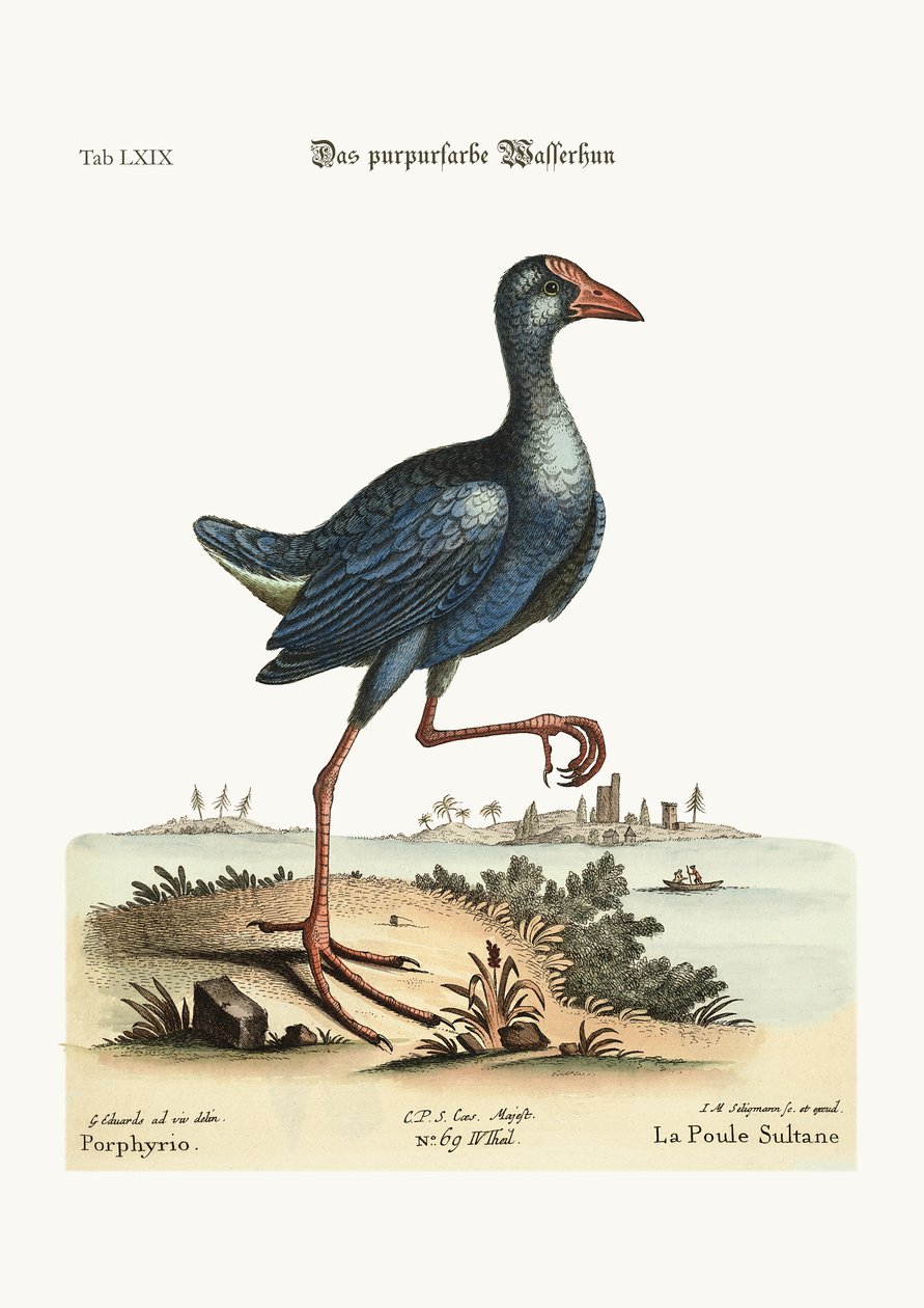 Das Purpurhuhn, 1749-73 von George Edwards