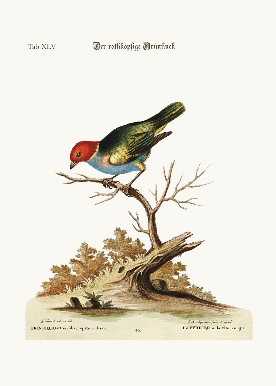 Der rotköpfige Grünfink, 1749-73 von George Edwards