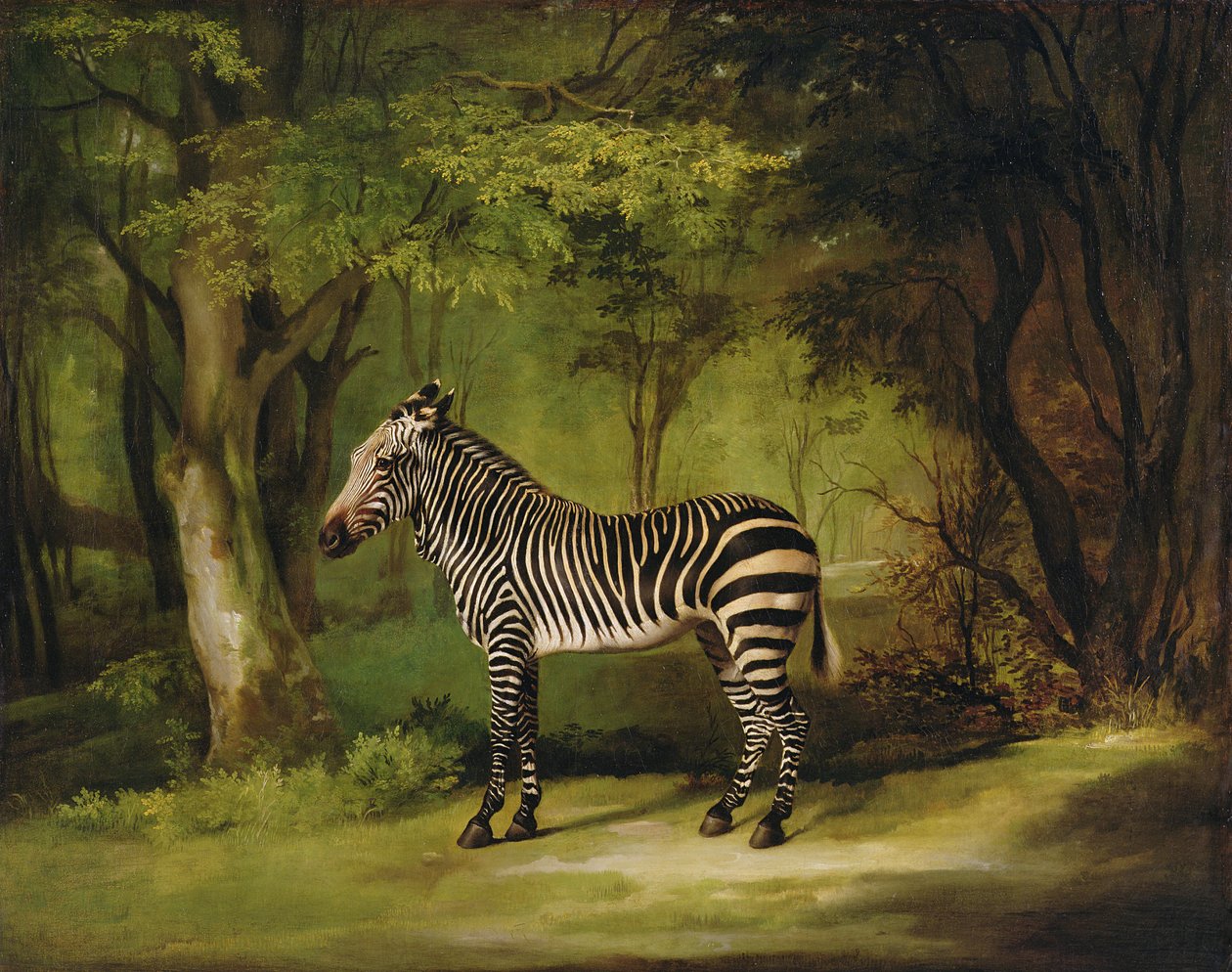 Ein Zebra, 1763 von George Stubbs